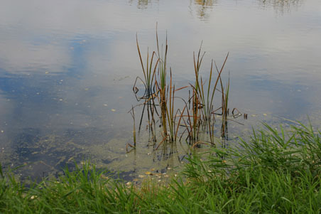 Pond bank.