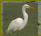 Egret photograph